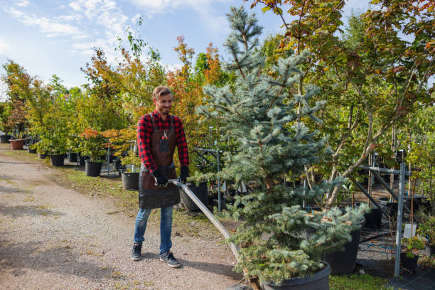 Best Storm Damage Tree Cleanup  in Westfield, MA